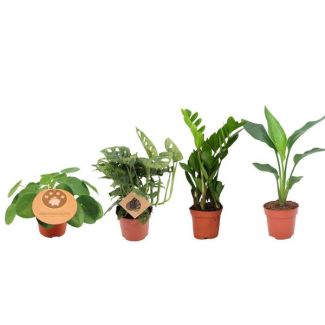 Caja de Plantas Popular – Monstera, Strelitzia, Zamioculcas y Pilea (Ø12 cm, 20–40 cm)