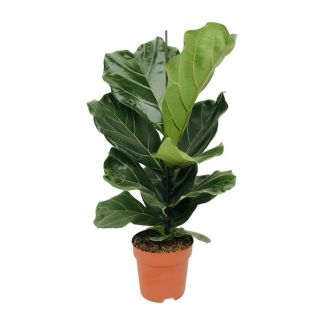Planta de hoja de violín, Planta de interior tropical, Ficus Lyrata Ø17-75cm de altura