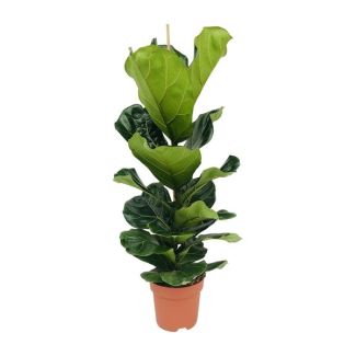 Planta de hoja de violín, Planta de interior tropical, Ficus Lyrata Ø21-100cm de altura