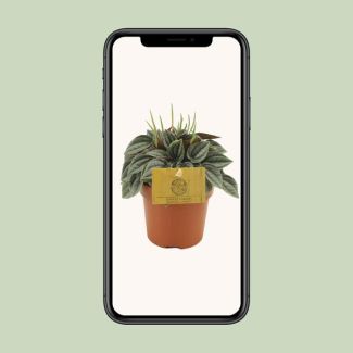 La Planta Peperomia Enana, Planta de Interior, Planta de Interior Verde, Peperomia Napoli Nights - Ø10,5 cm - ↕15 cm