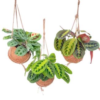 3 Piezas de Plantas de Oración en Maceta Kokodama