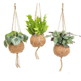 3 Piezas de Plantas Tropicales Colgantes en Maceta Kokodama