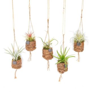 8 Piezas de Plantas Aéreas en Maceta Kokodama