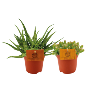 Dúo de Cactus y Suculentas