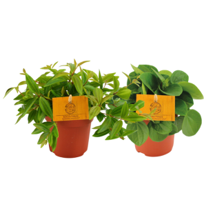 2 Piezas de Peperomia