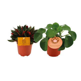 1x Planta de Pannenkoeken 1x Peperomia Rosso