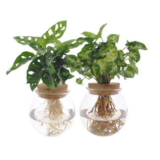 Bolglas Duo Monstera Adansonii/Syngonium Verde - 2 unidades - Ø12cm - ↕12-30cm