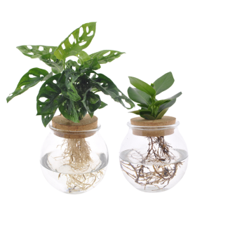 Bolglas Duo Monstera Adansonii/Clusia - 2 piezas - Ø12cm - ↕30 cm
