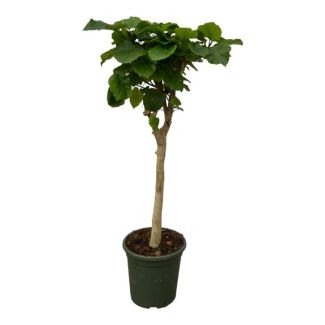 Ficus Umbellata Árbol de Interior - 130 cm de Alto en Tallo - Ø33 cm