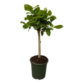 Ficus Altissimo variegata - higuera de interior - 100 cm - planta de interior en tronco - Ø21cm
