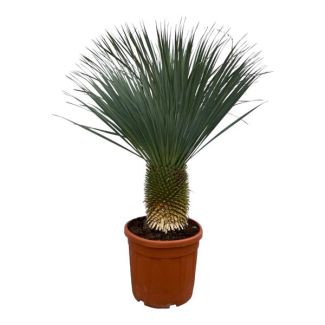 Lirio de palma azul