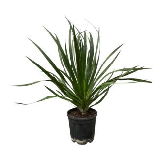 Árbol de sangre de dragón, Planta de interior, Planta de jardín, Planta tropical, Dracaena Draco - 100 cm - Ø24cm