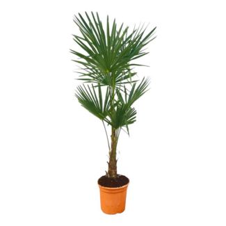 Palmera abanico china - Trachycarpus fortunei ca. 150 cm de altura - Ø25 cm