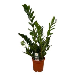 Planta ZZ (Zamioculcas zamiifolia) - 70 cm - Ø17 cm - Elegancia Robusta
