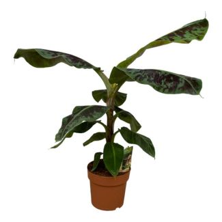 Planta de Banano Lujosa - Musa - 70 cm - Ø19 cm