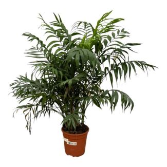 Palma Enana Mexicana, Planta de Interior, Palma, Chamaedorea Elegans - Ø24cm - ca ↕100cm