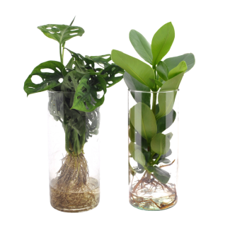 Conjunto dúo en vidrio de Monstera y Clusia