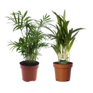 1x Palma Mexicana, 1x Palma de Oro/Palma Areca, Plantas Verdes, Dypsis lutescens, Palma de Interior; Chamaedorea elegans Ø12cm - ↕40cm
