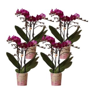 4 Piezas de Orquídeas Mariposa Morelia