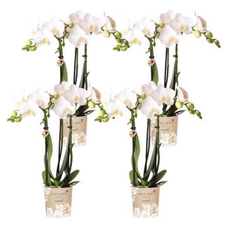 4 Piezas de Orquídeas Mariposa Amabilis