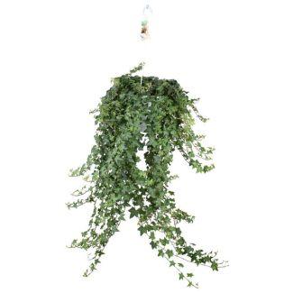 Planta colgante, Hiedra / Hiedra inglesa, Hedera helix ‘Pittsburgh’ – Colgante/XXL – Ø24 cm ↕60cm