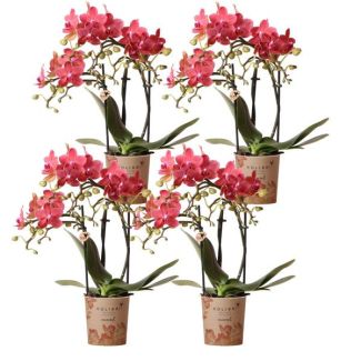4 Piezas de Orquídeas Mariposa Congo
