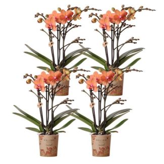 4 Piezas Orquídea Mariposa Bolzano
