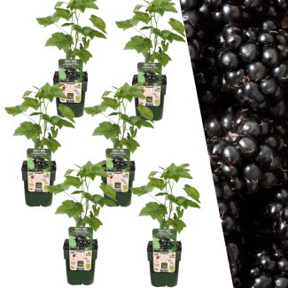 6 Piezas de Mora 100% Biológica