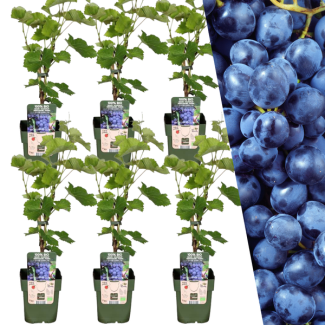 6 Piezas de Uva Azul 100% Biológica