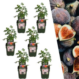 6 Piezas de Higuera 100% Biológico