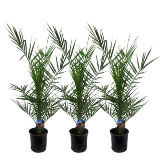 3 Piezas de palmeras datileras canarias