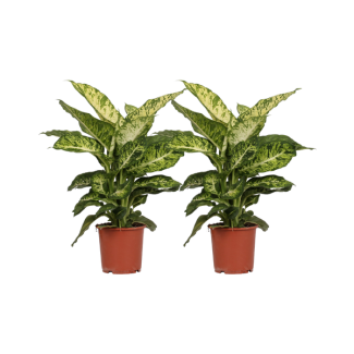 Planta de interior, 2 Piezas, Hoja Variegada (Verde, Crema), Dieffenbachia Mars - Ø17cm - ↕50cm