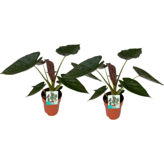 2 piezas, Oreja de elefante, Alocasia Wentii, Aspecto tropical, Hoja especial, Ø19cm - ↕85cm