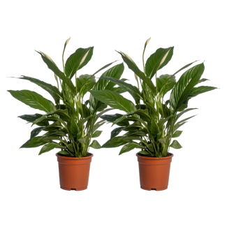 2 Piezas - La Planta Cuchara o El Lirio de la Paz, Conocida por sus Flores Blancas, Spathiphyllum Vivaldi - Ø17cm - ↕70cm