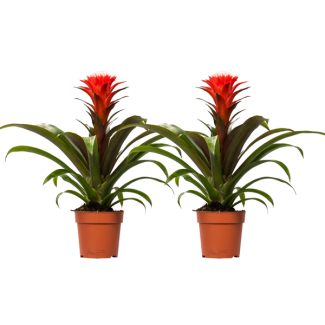 2 unidades de Bromelia Guzmania Hope - Roja - Ø12cm - ↕40cm