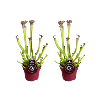 2 unidades de plantas carnívoras Sarracenia Farnhamii / planta jarra - Ø12cm - ↕40cm
