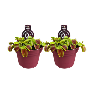 2 Piezas de Venus atrapamoscas, Plantas carnívoras