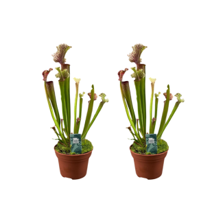 2 Piezas de Planta Carnívora, planta carnívora