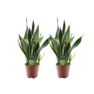 2 piezas de lengua de suegra, Sansevieria Futura Superba - Ø14cm - ↕45cm