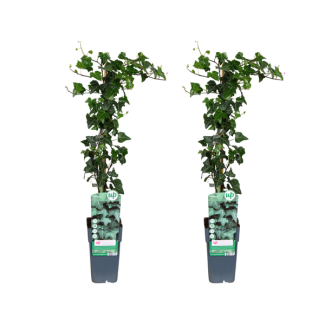 Hedera helix - 2 piezas - Ø15cm - ↕65cm