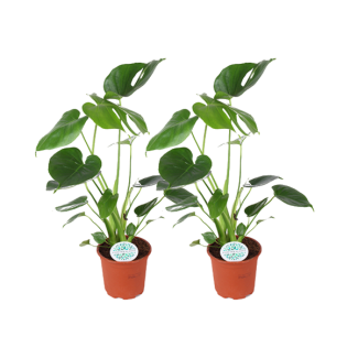 2 piezas de planta de agujeros o planta pico de loro (Monstera Deliciosa) - Ø14cm - ↕45cm