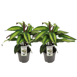 2 x Calathea Real (Majestica Princeps) - Ø14cm - ↕45cm