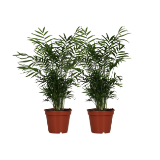 Palma Enana Mexicana, 2 Piezas, Planta de Interior, Palma, Chamaedorea Elegans - 2 piezas - Ø17cm - ↕55cm