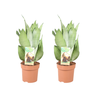 Lengua de suegra, Hoja plateada, Sansevieria Moonshine - 2 piezas - Ø14cm - ↕40cm