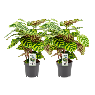 dos piezas de planta pavo real (Calathea) Makoyana - Ø14cm - ↕45cm