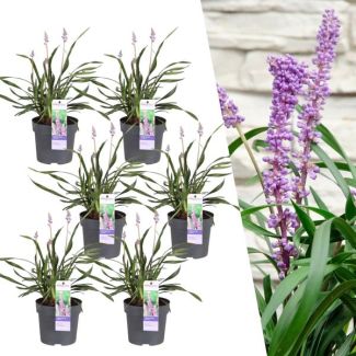 Liriope muscari (set de 3 o 6 unidades)
