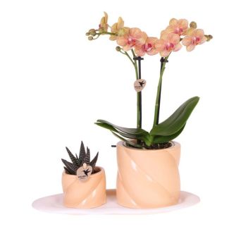 Orquídea mariposa + Suculenta en maceta decorativa naranja en bandeja