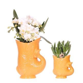 Orquídea mariposa Nazaré + suculenta en maceta decorativa naranja