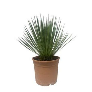 Yucca de exterior - Planta de jardín de bajo mantenimiento