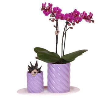 Orquídea mariposa Morelia + Suculenta en maceta decorativa lila en bandeja